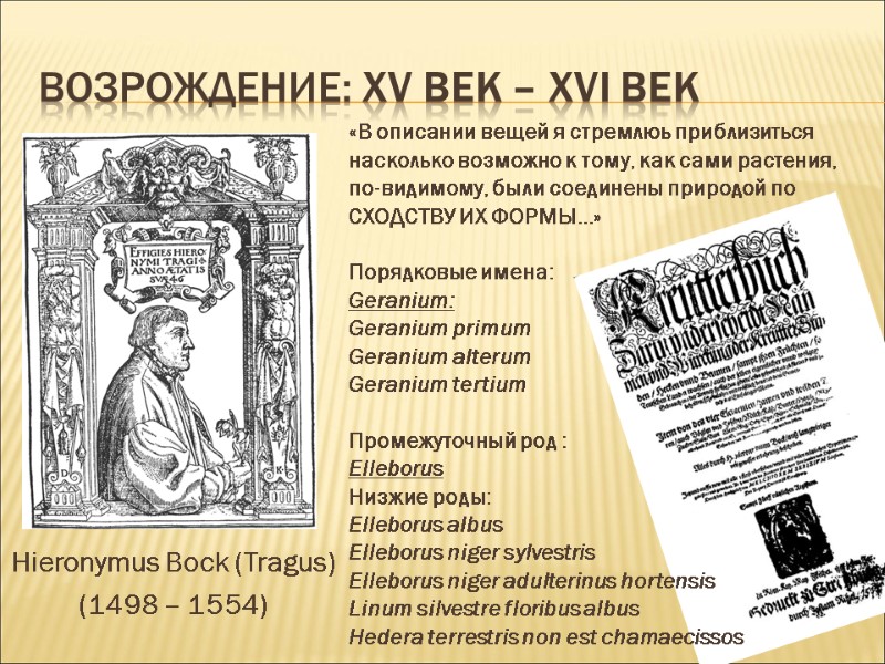 ВОЗРОЖДЕНИЕ: ХV век – ХVI век Hieronymus Bock (Tragus) (1498 – 1554) «В описании